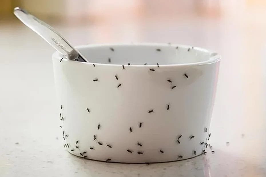 Como acabar com as formigas na cozinha