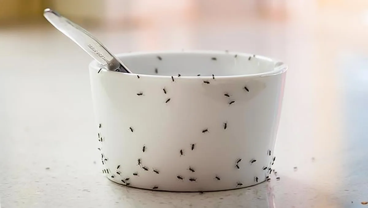 Acabe de vez com as formigas na cozinha usando esses ingredientes que você tem em casa!