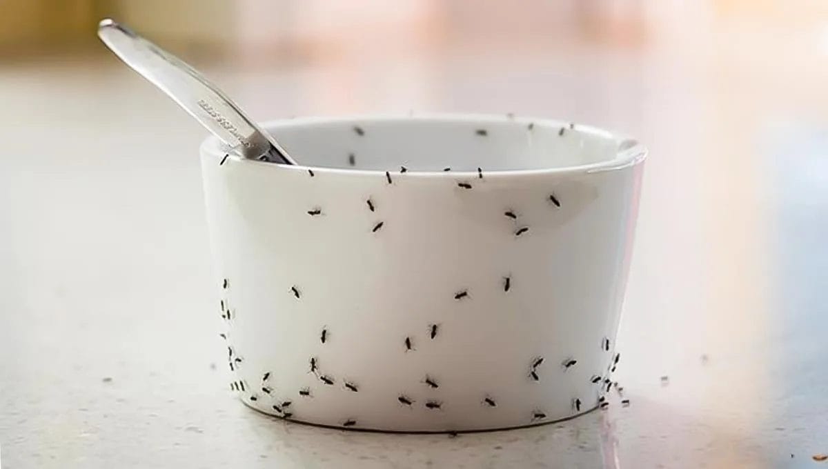 Descubra como acabar com as formigas na cozinha só usando ingredientes naturais que você já tem em casa!