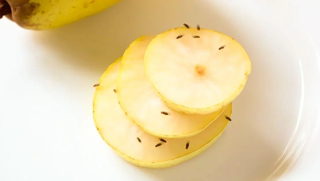 Como acabar com mosquitinhos nas frutas