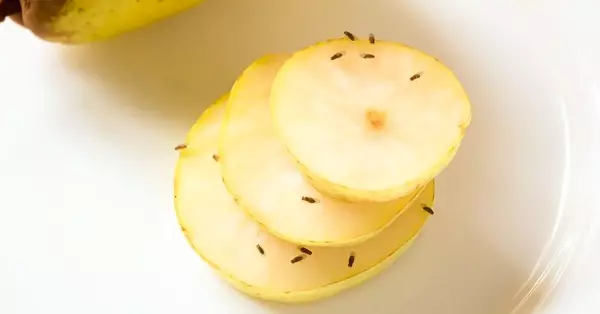 Como acabar com mosquitinhos nas frutas